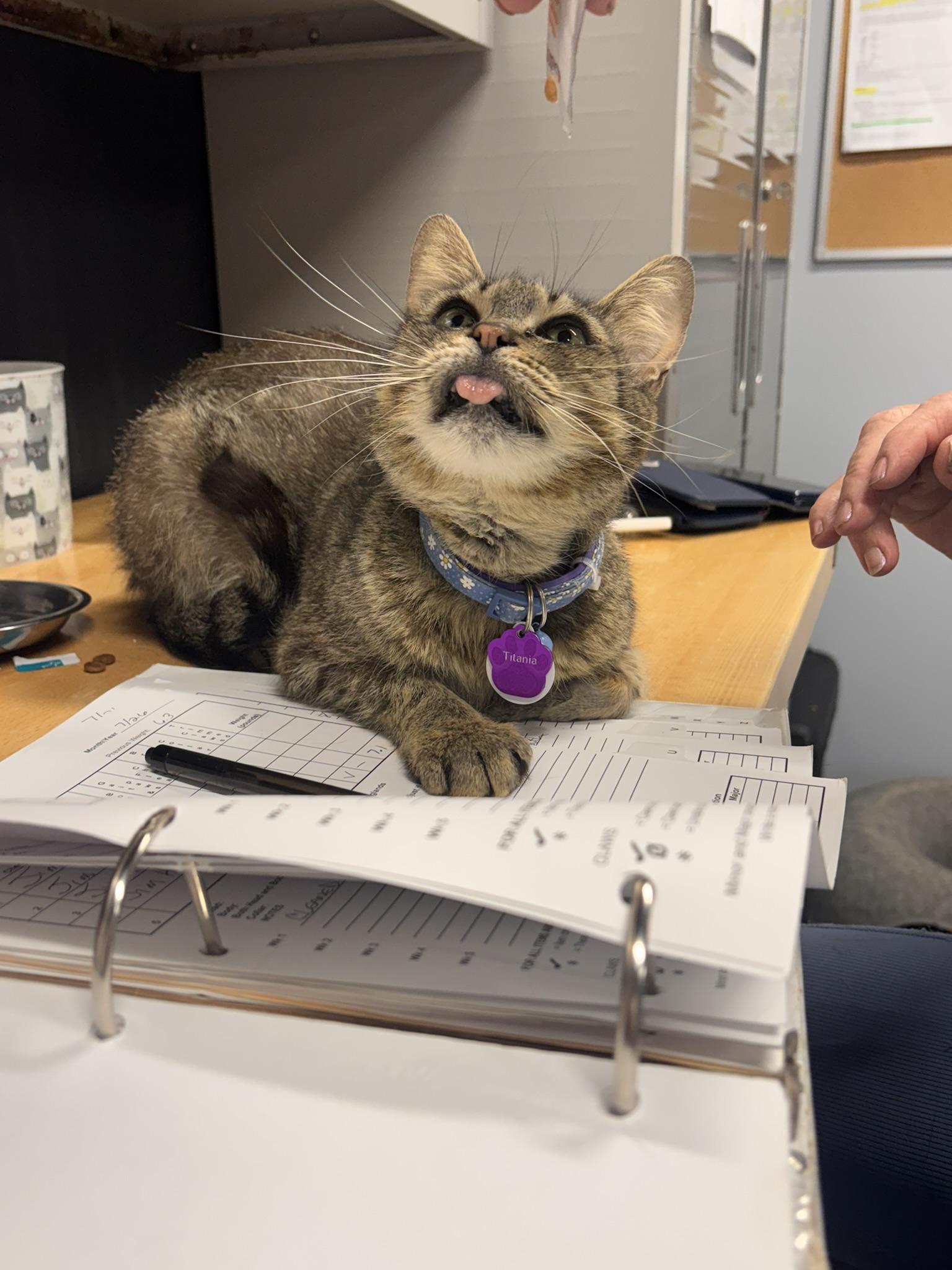 Enlarge Titania, a ADOPTABLE Domestic Short Hair in Grand Rapids, MI image 6/6