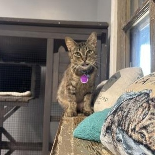 Enlarge Titania, a ADOPTABLE Domestic Short Hair in Grand Rapids, MI image 5/6