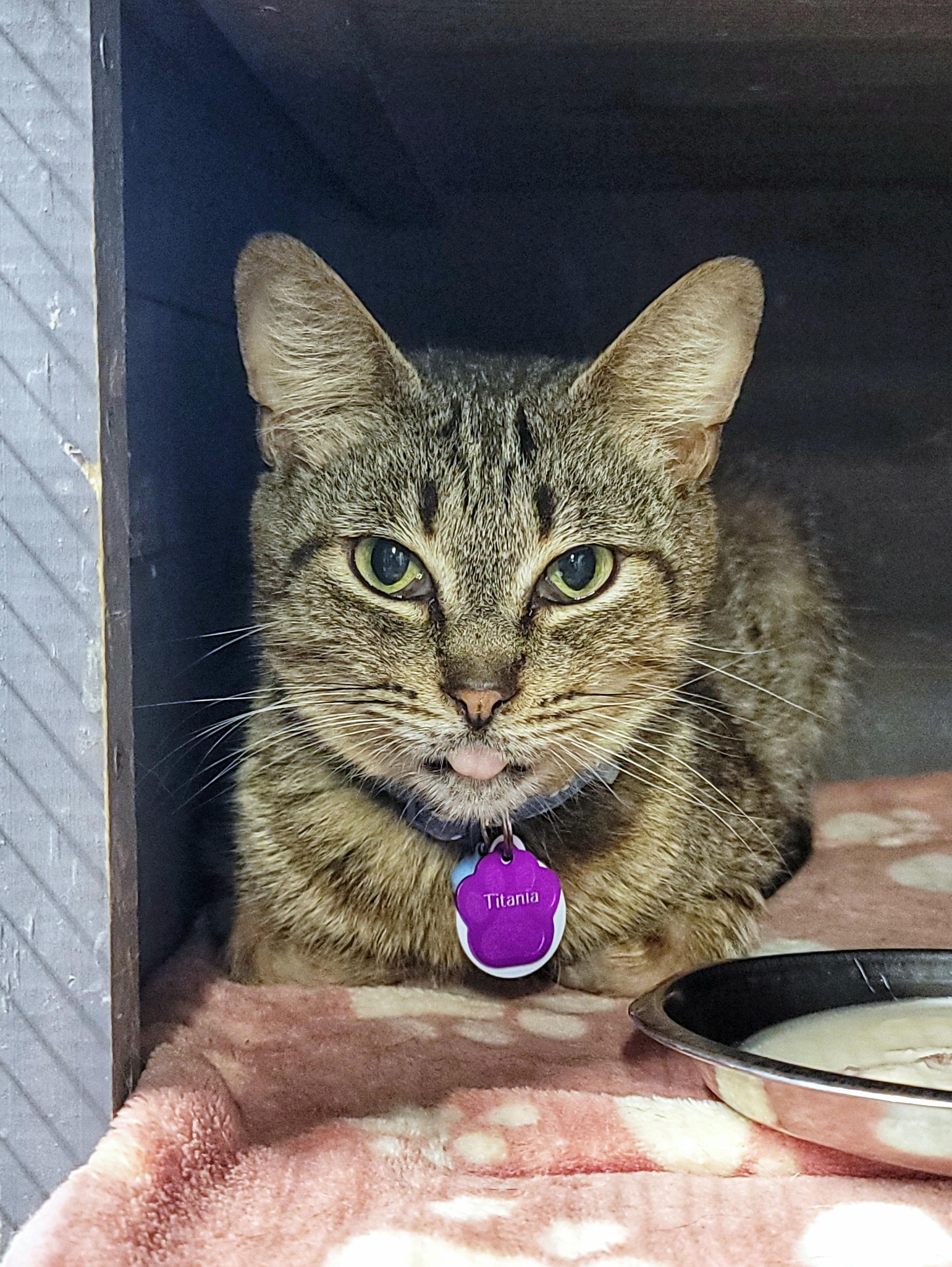 Enlarge Titania, a ADOPTABLE Domestic Short Hair in Grand Rapids, MI image 2/6