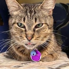 Enlarge Titania, a ADOPTABLE Domestic Short Hair in Grand Rapids, MI image 3/6
