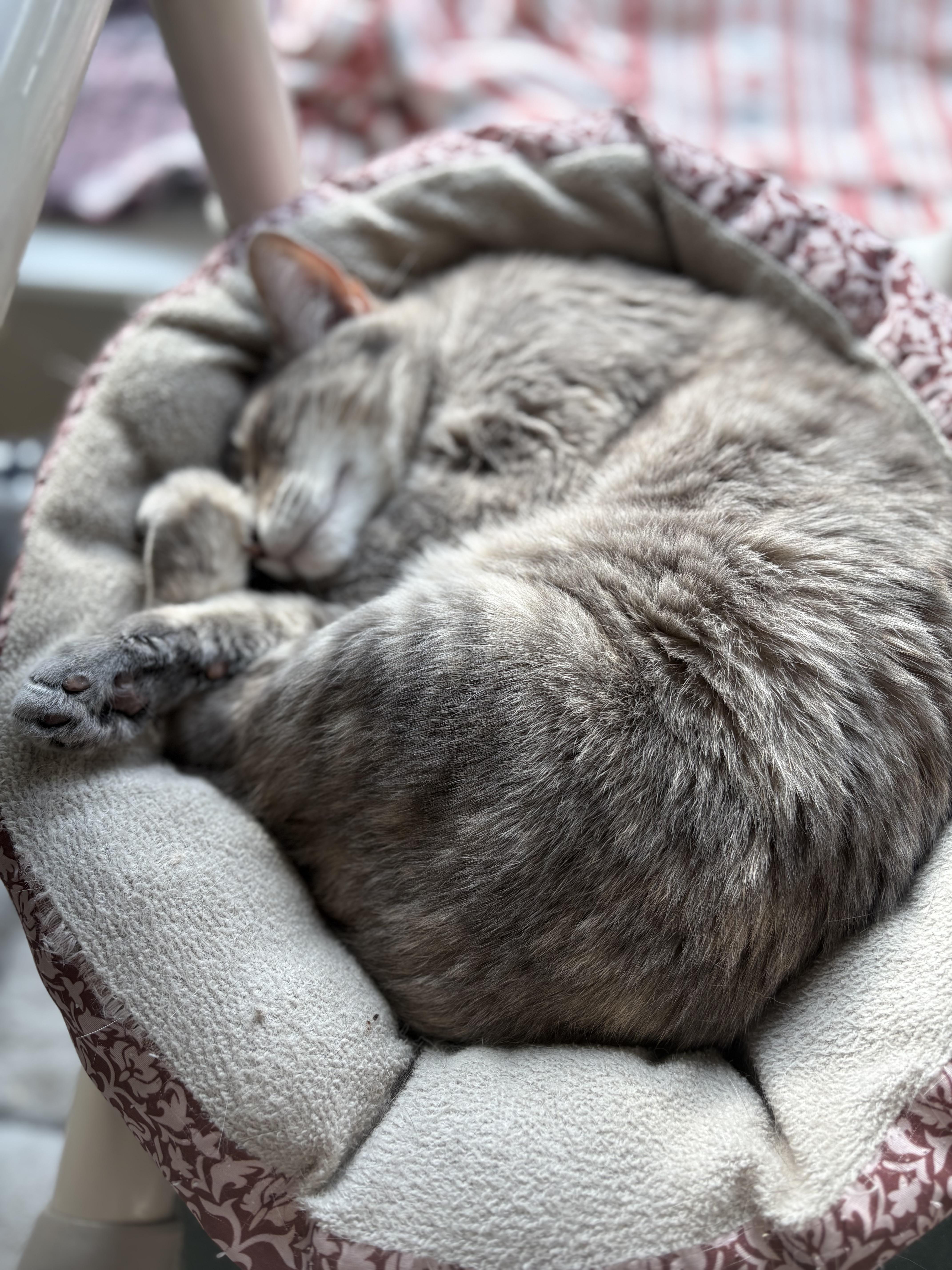 Kelley, a Adoptable Domestic Short Hair in Geneseo, IL image 2/2