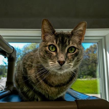 Enlarge Kelley, a Adoptable Domestic Short Hair in Geneseo, IL image 1/1