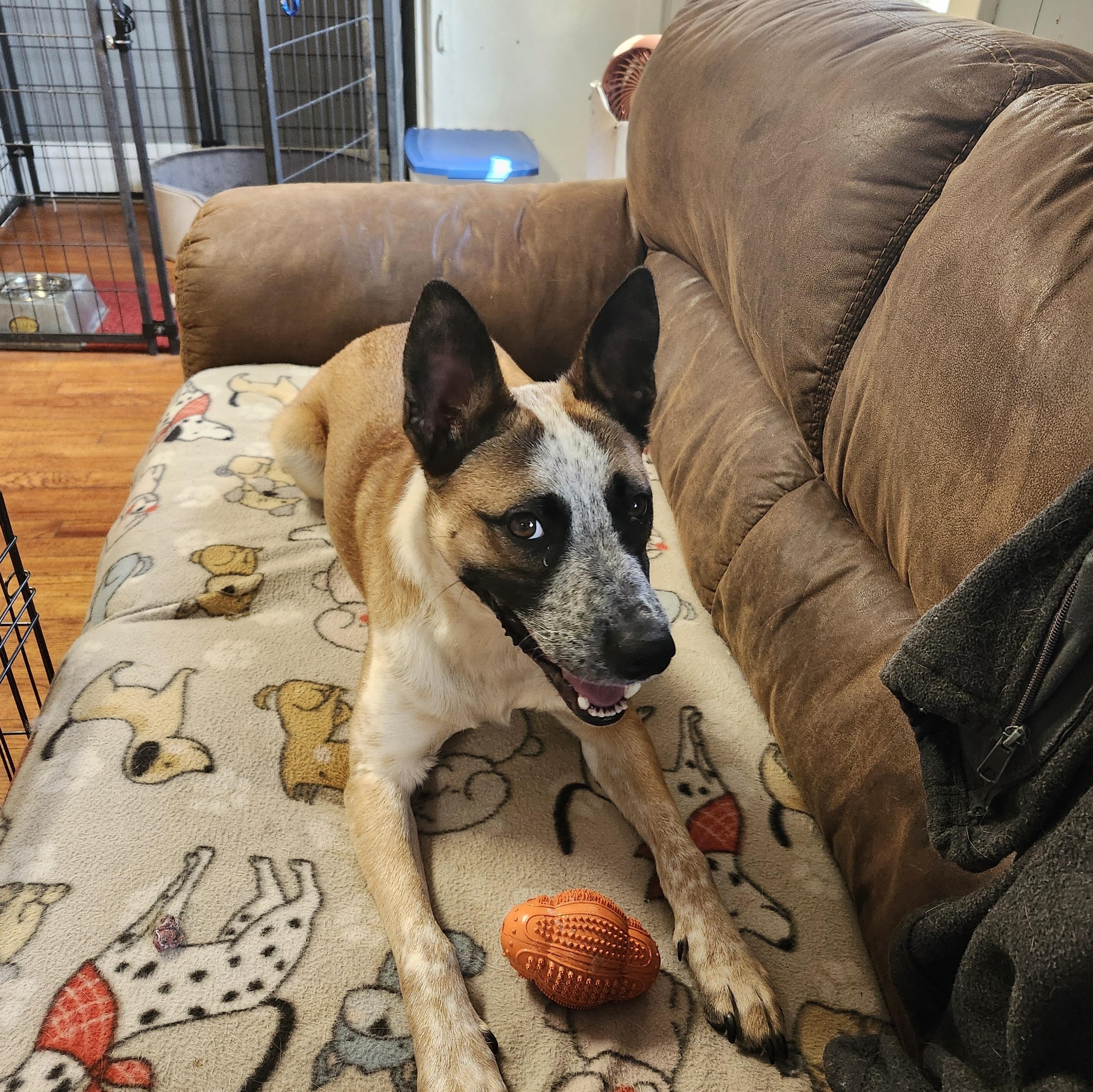 Crash, Adoptable, Adult Male Cattle Dog.