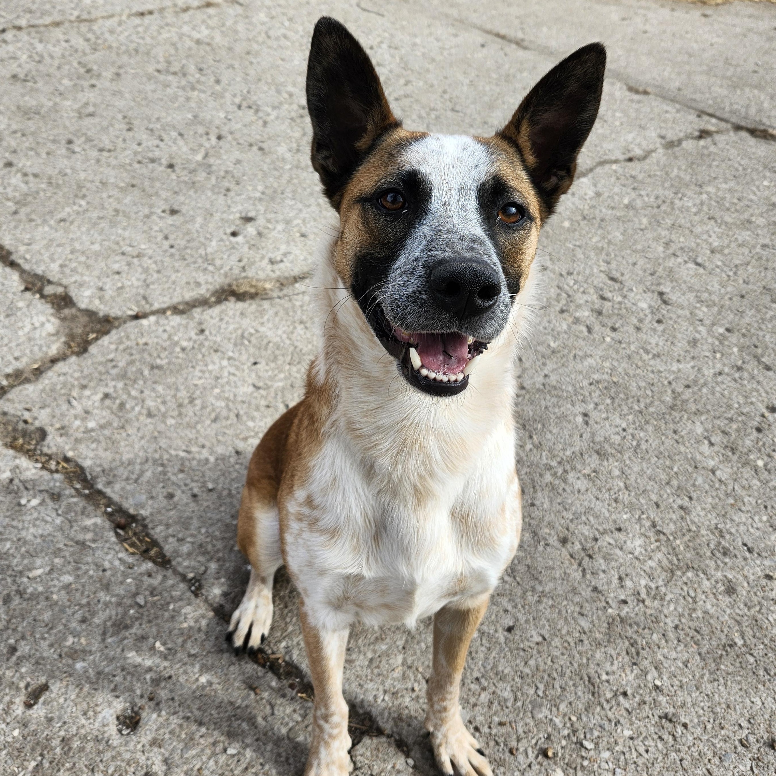Crash, Adoptable, Adult Male Cattle Dog.