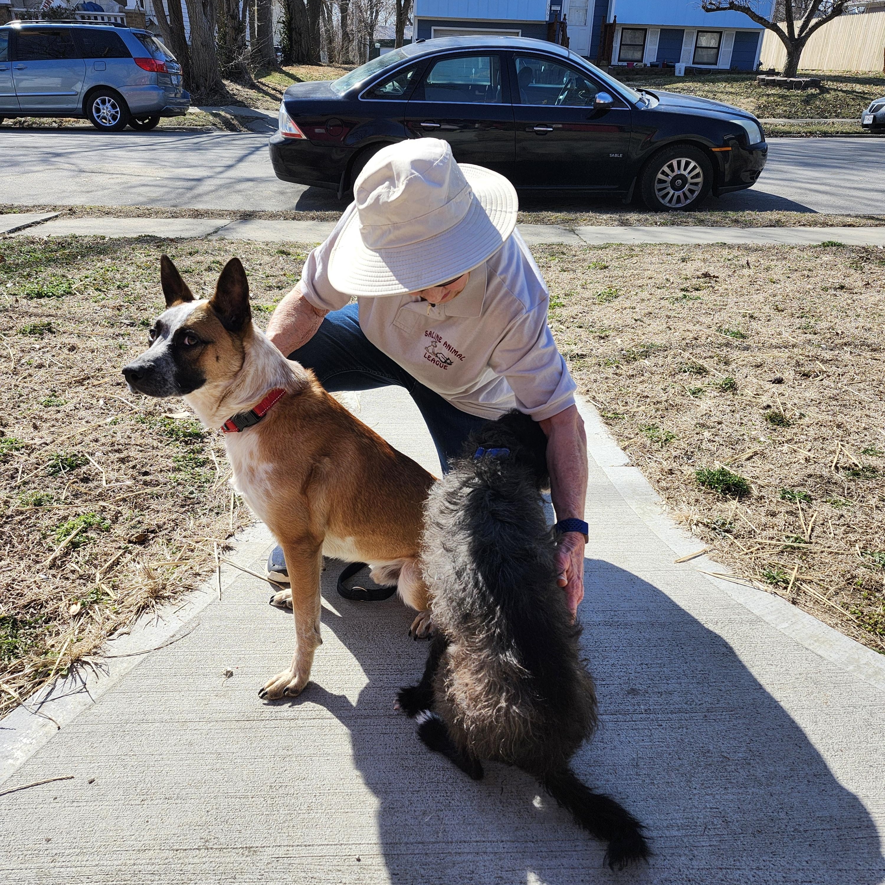 Crash, a Adoptable Cattle Dog in Marshall, MO image 3/6
