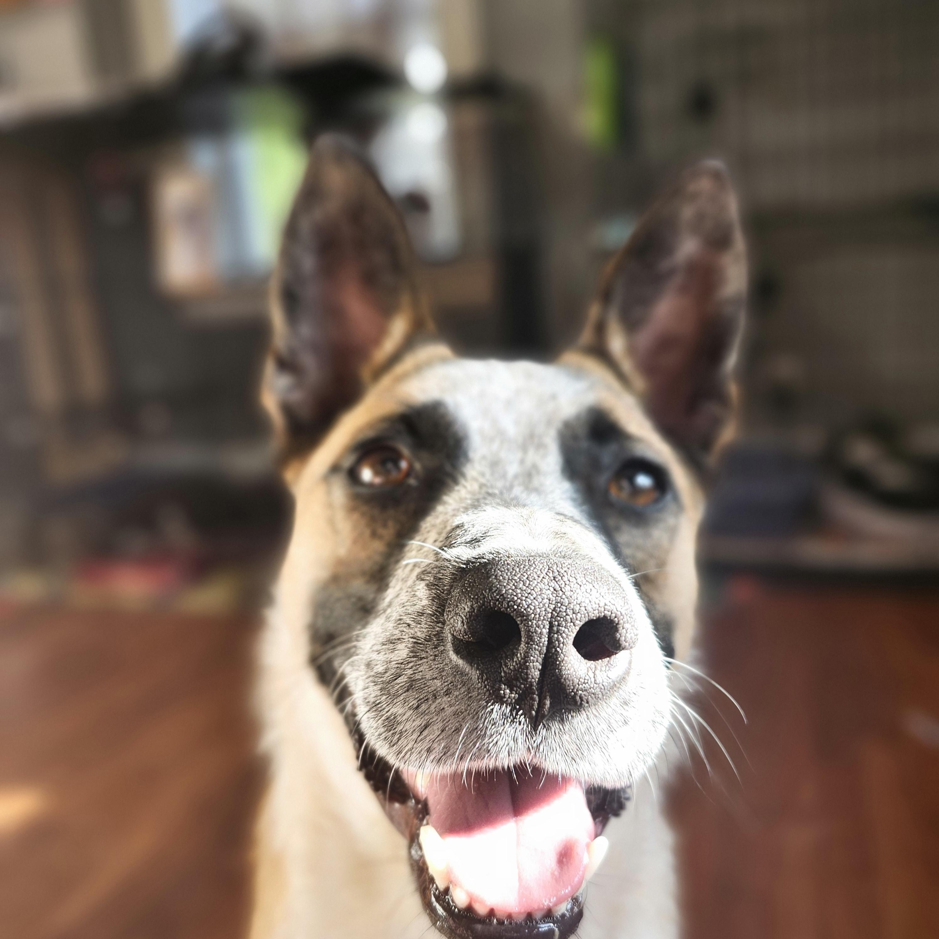 Crash, a Adoptable Cattle Dog in Marshall, MO image 4/6