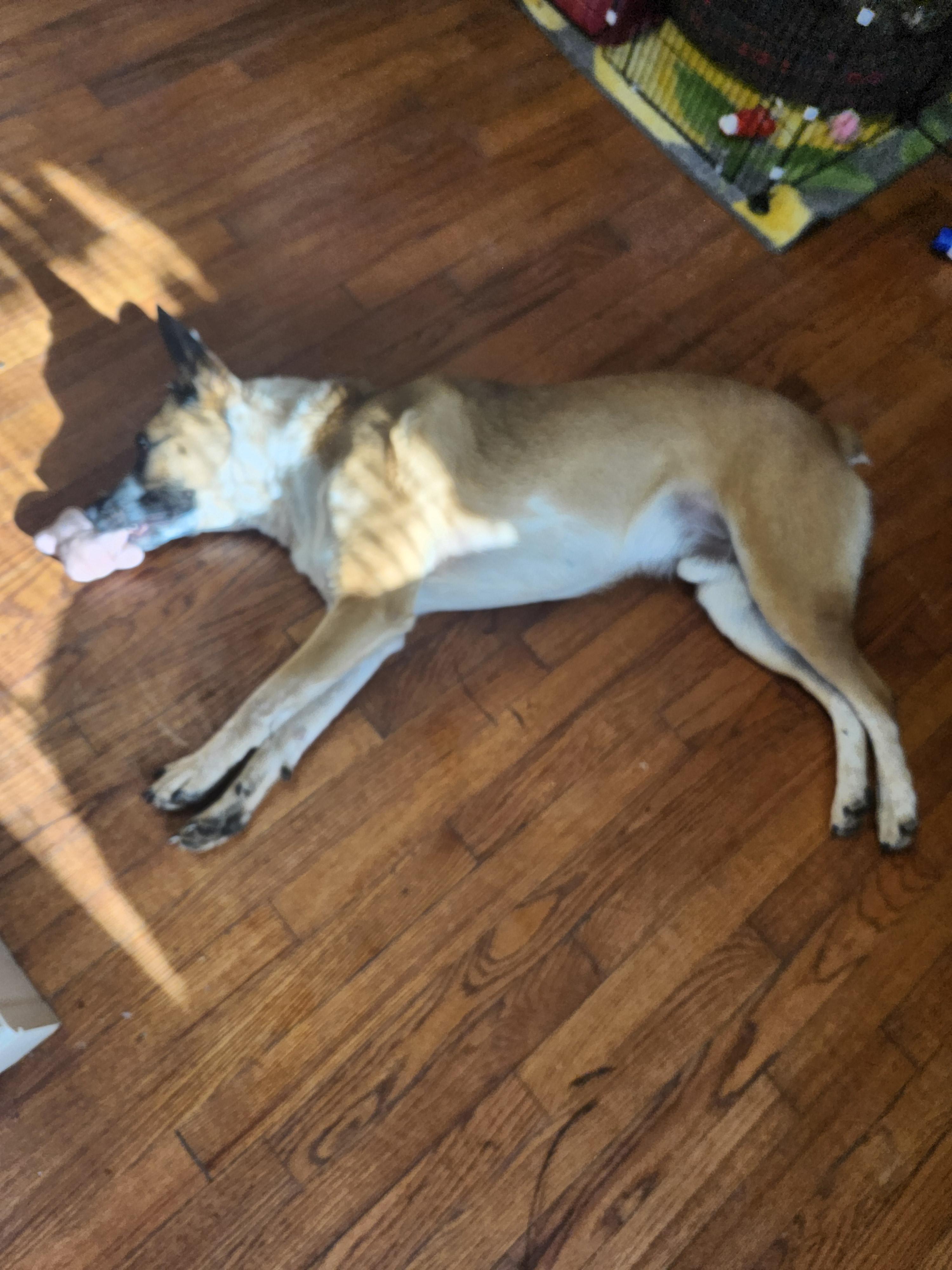 Crash, a Adoptable Cattle Dog in Marshall, MO image 5/6