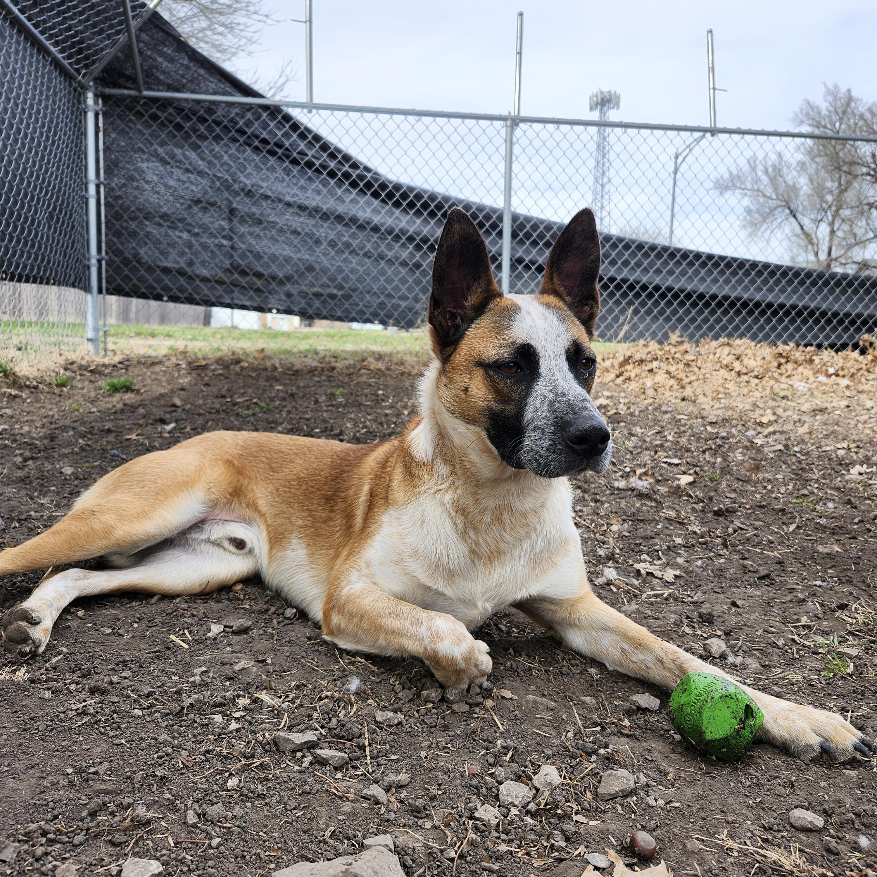 Crash, a Adoptable Cattle Dog in Marshall, MO image 6/6