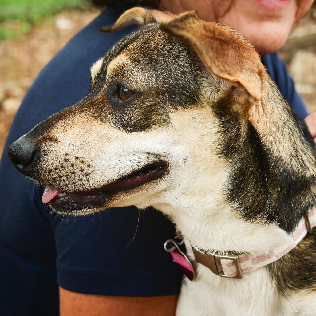 Velma, a Adoptable mixed breed in Wimberley, TX image 1/6