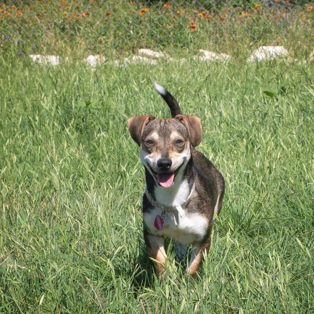 Velma, a Adoptable mixed breed in Wimberley, TX image 2/6