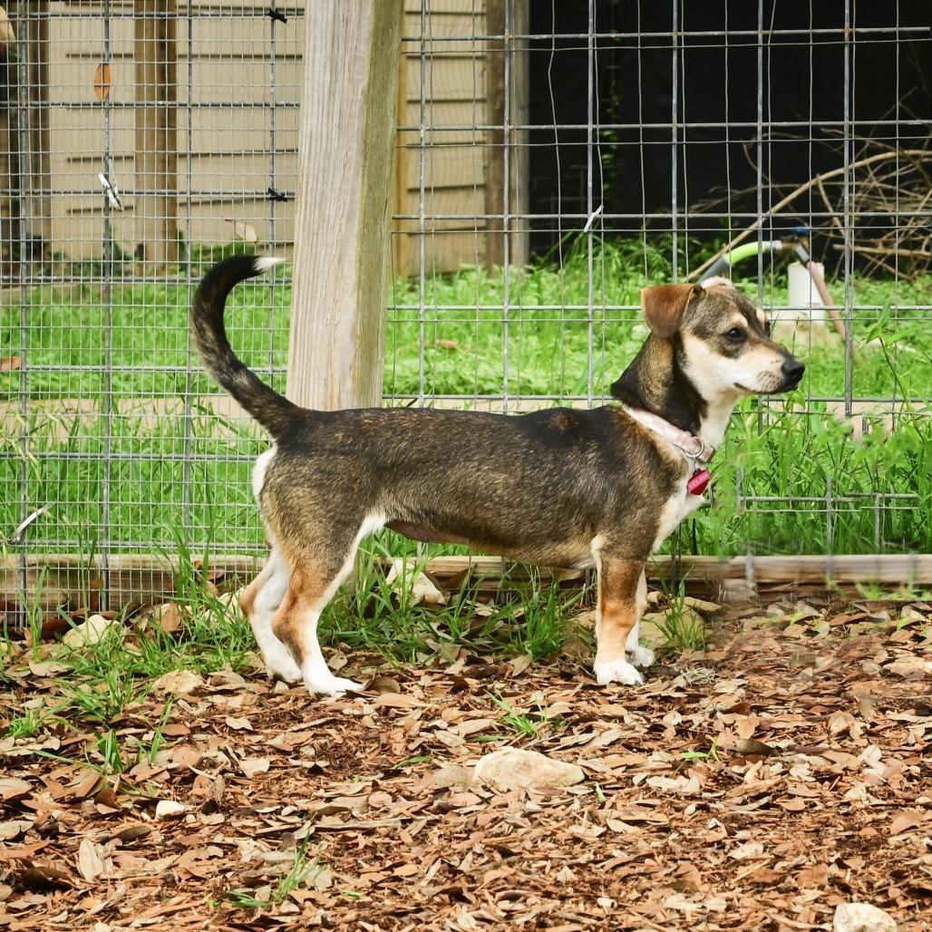 Velma, a Adoptable mixed breed in Wimberley, TX image 3/6