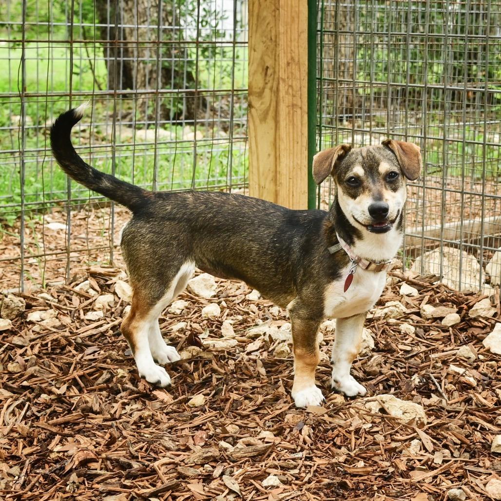Velma, a Adoptable mixed breed in Wimberley, TX image 4/6