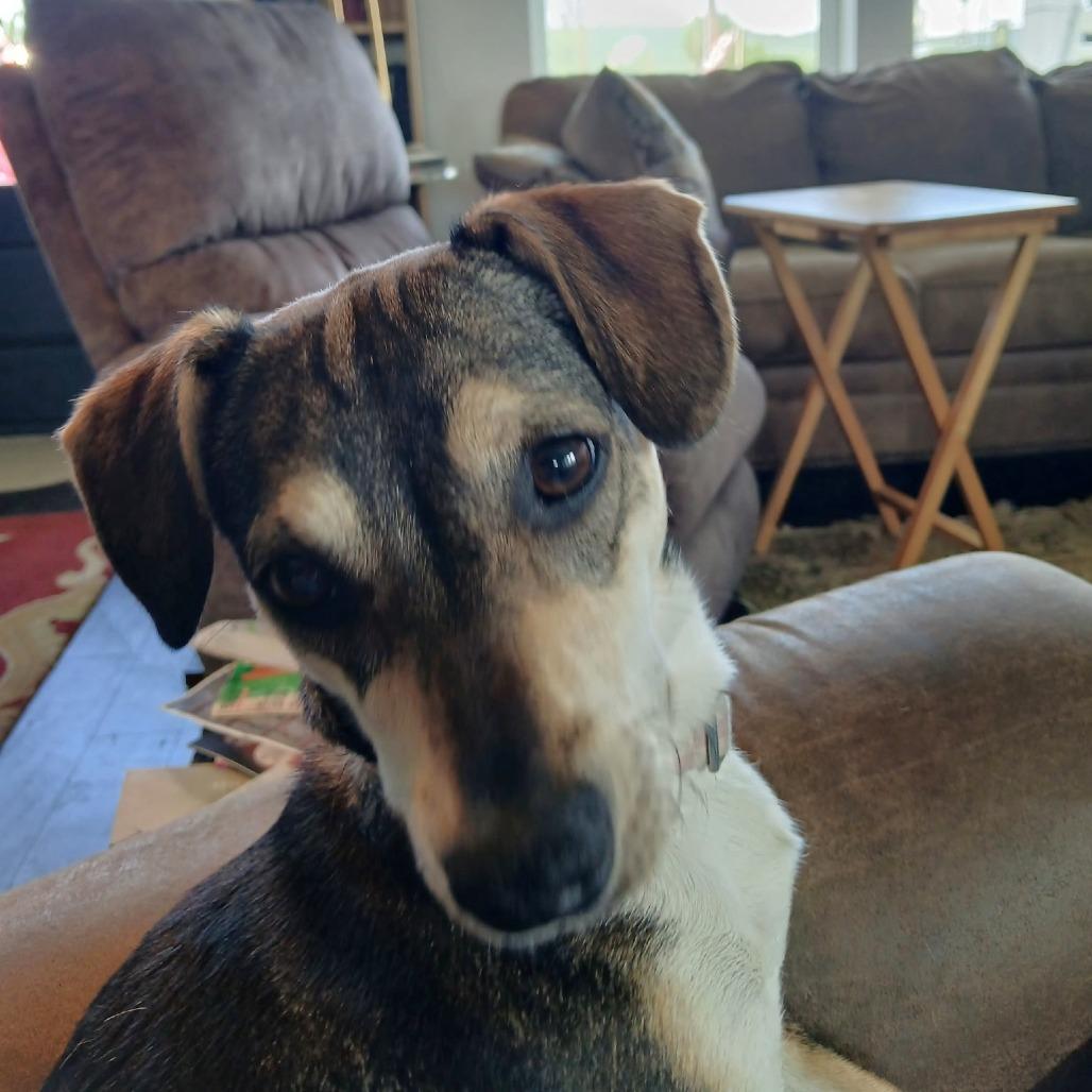 Enlarge Velma, a Adoptable mixed breed in Wimberley, TX image 5/6
