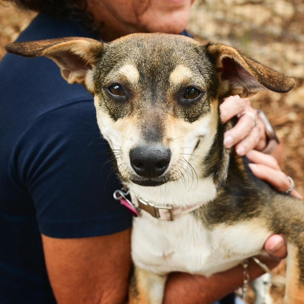 Velma, a Adoptable mixed breed in Wimberley, TX image 5/6