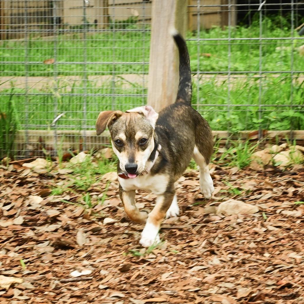 Velma, a Adoptable mixed breed in Wimberley, TX image 6/6
