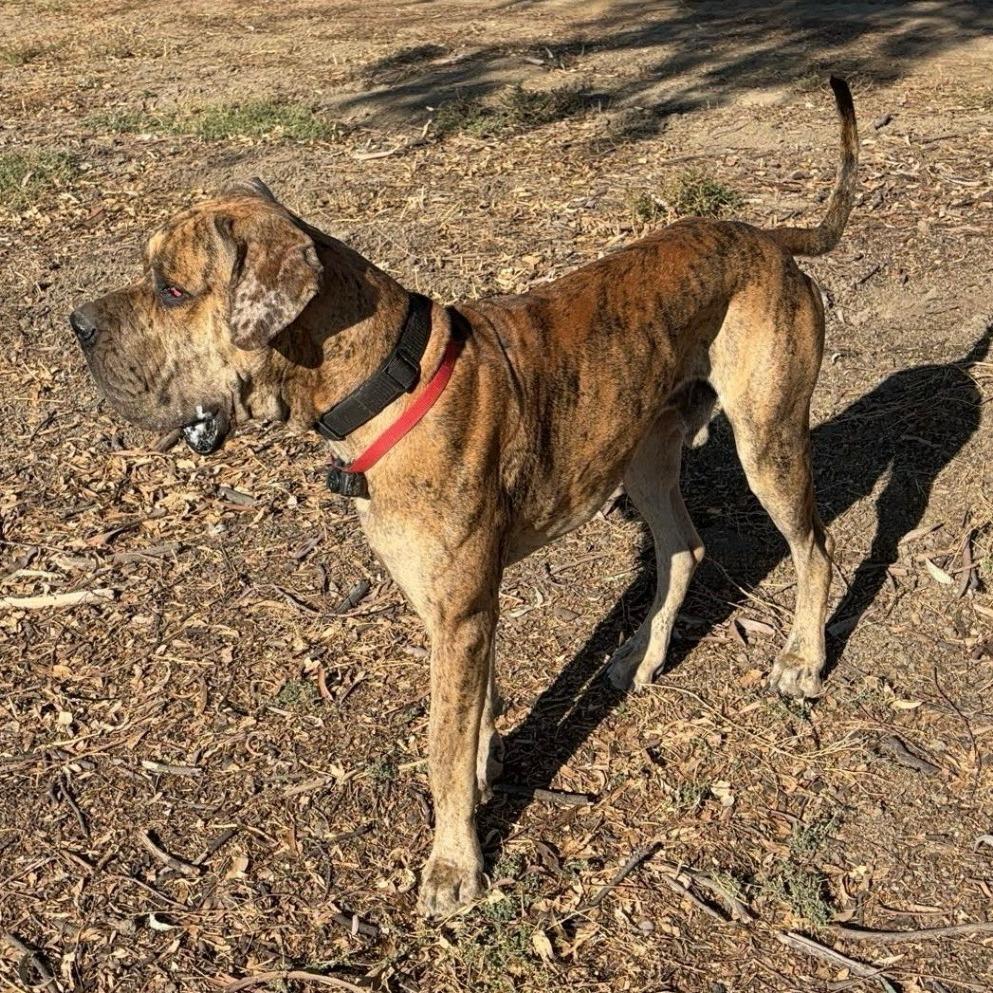 Maverick, Adoptable, Adult Male Great Dane.