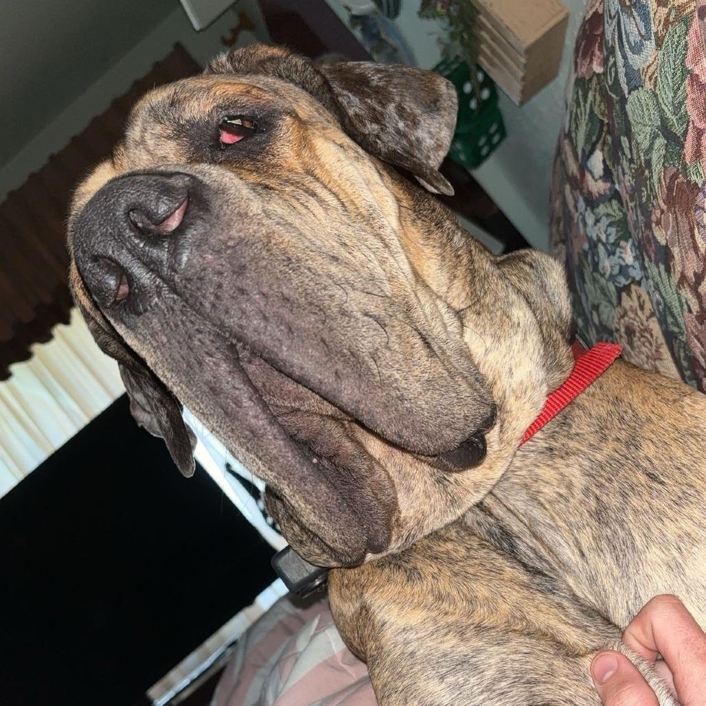 Enlarge Maverick, a Adoptable Great Dane in Sonoma, CA image 2/2