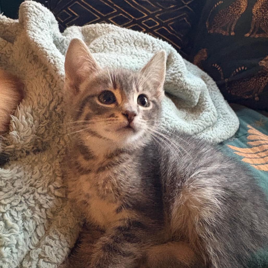 Enlarge Betty, a Adoptable Domestic Short Hair in Los Angeles, CA image 1/2