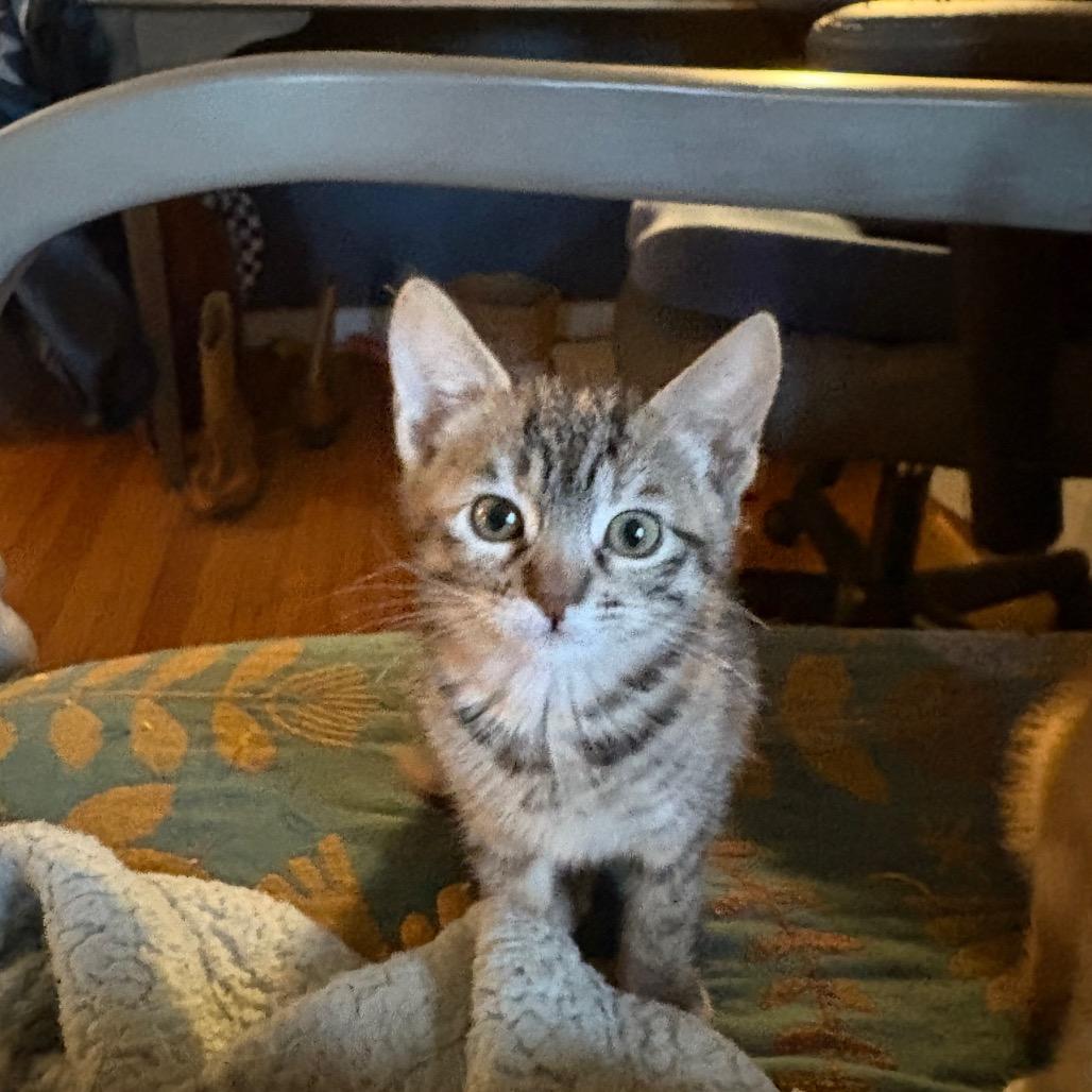 Enlarge Betty, a Adoptable Domestic Short Hair in Los Angeles, CA image 2/2