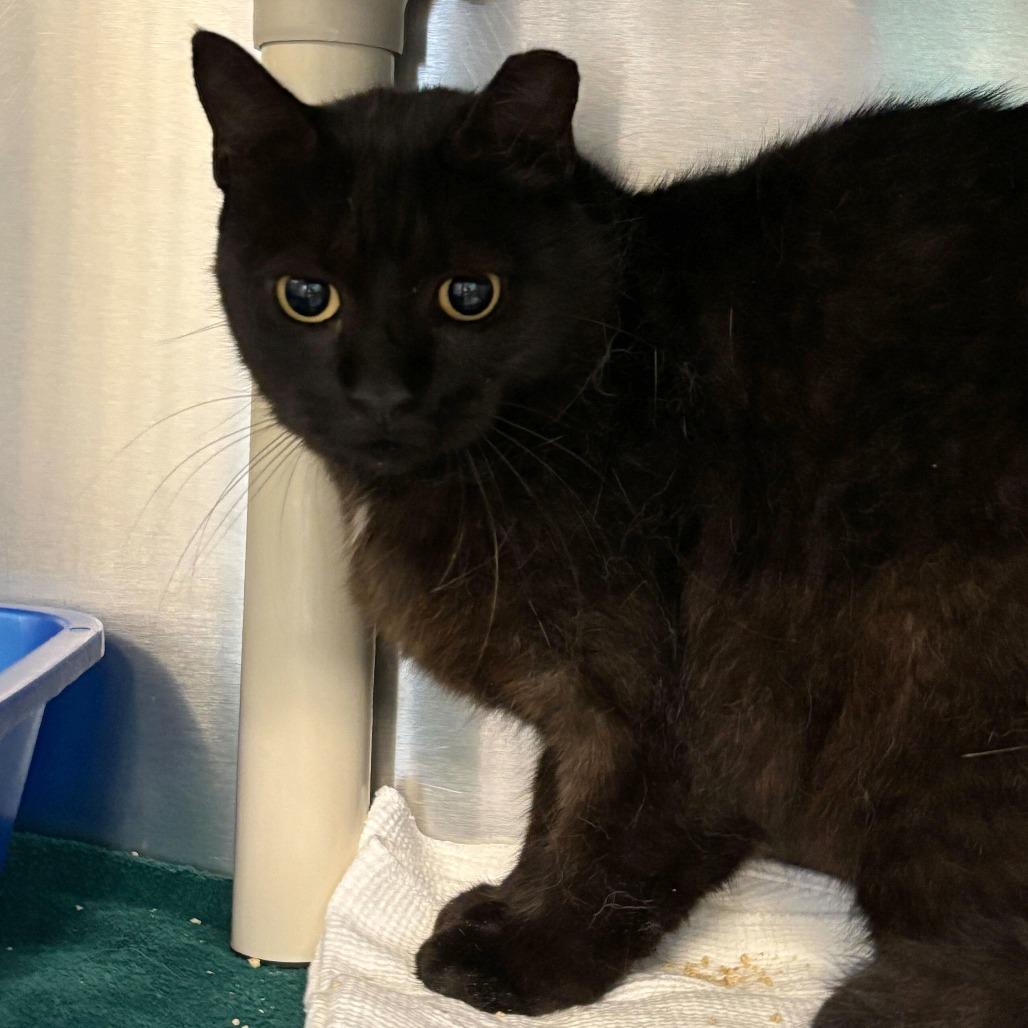 Enlarge Sissy (Bonded with Brother), a Adoptable Domestic Short Hair in Wilmington, DE image 1/5