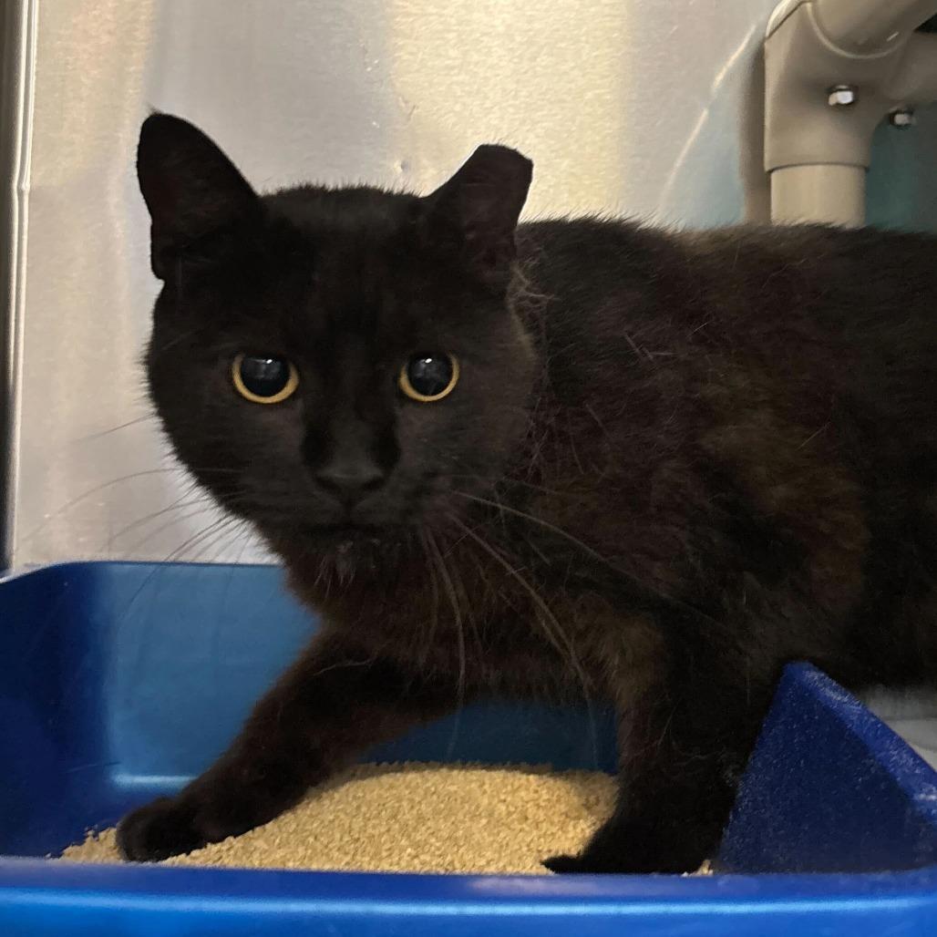 Enlarge Sissy (Bonded with Brother), a Adoptable Domestic Short Hair in Wilmington, DE image 2/5