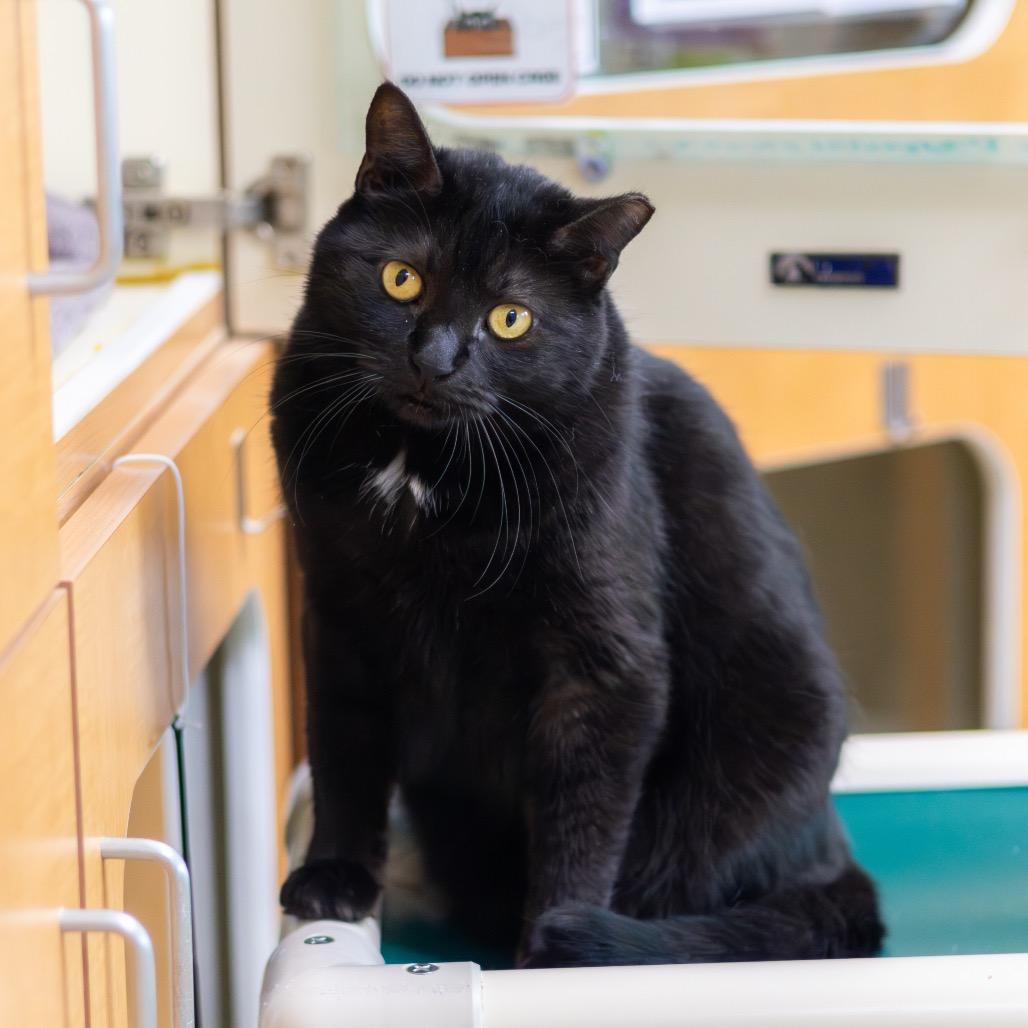 Enlarge Sissy (Bonded with Brother), a Adoptable Domestic Short Hair in Wilmington, DE image 5/6