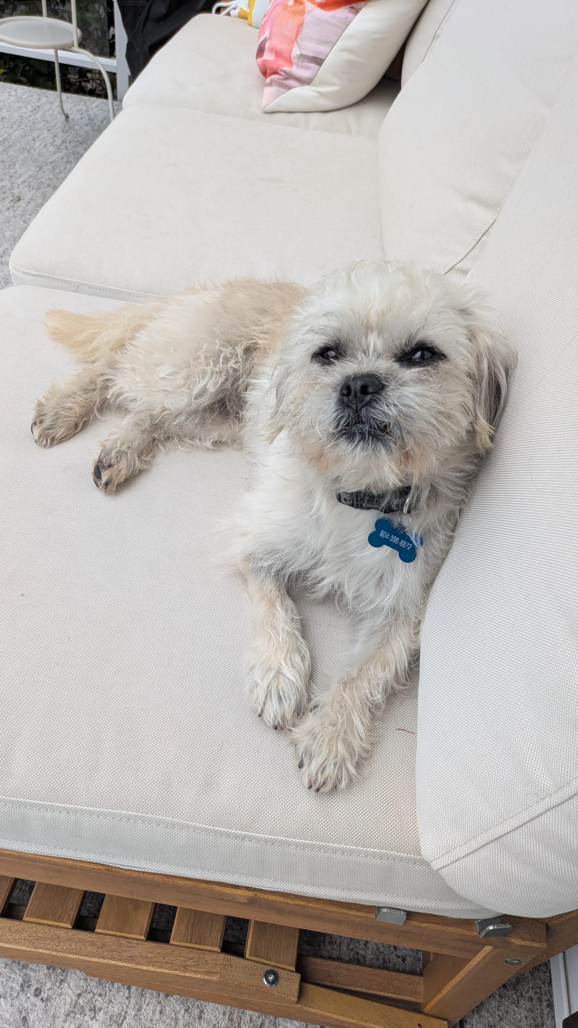 DOUGIE, a ADOPTABLE mixed breed in Coquitlam, BC image 1/4