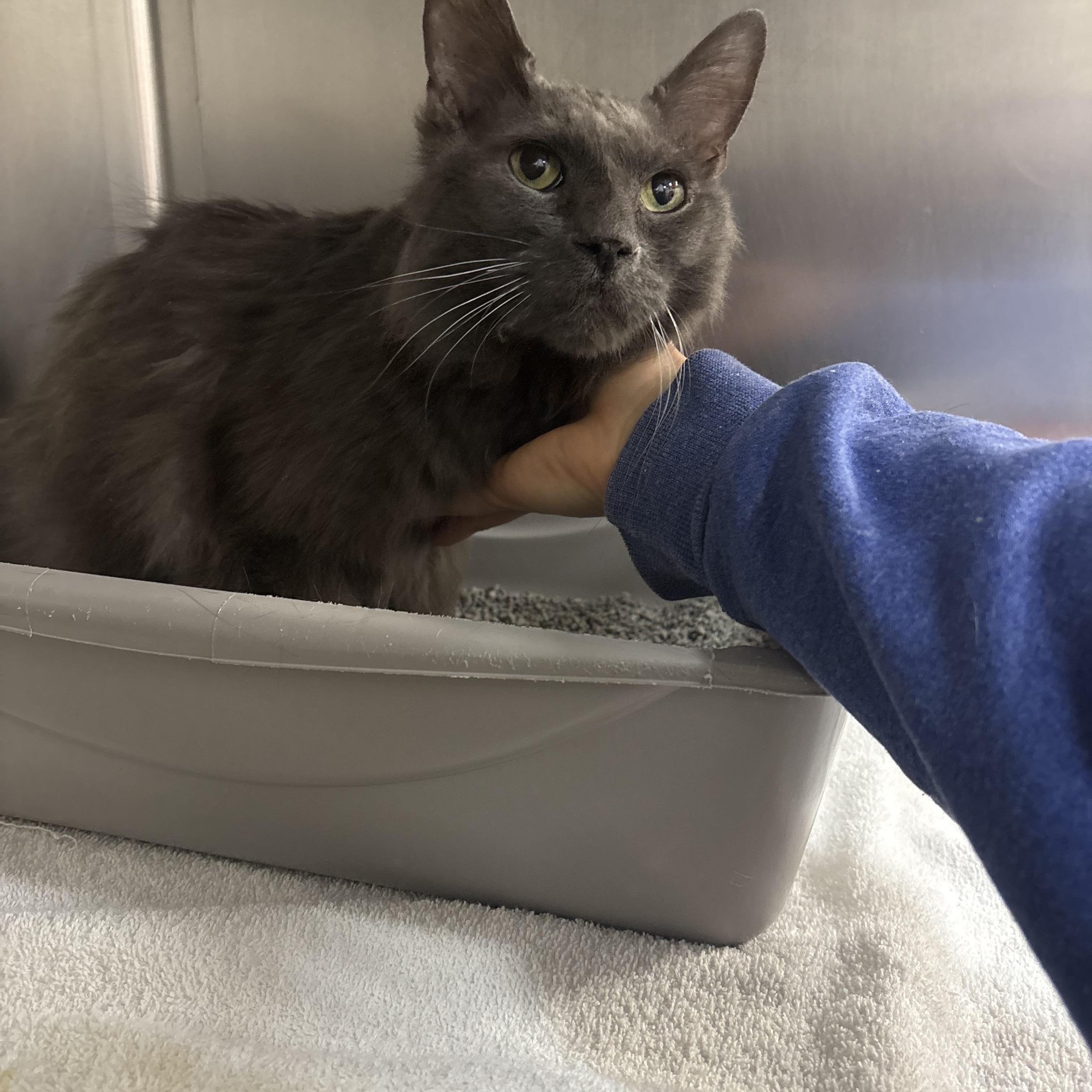 Hope , ADOPTABLE, Senior Female Domestic Medium Hair.