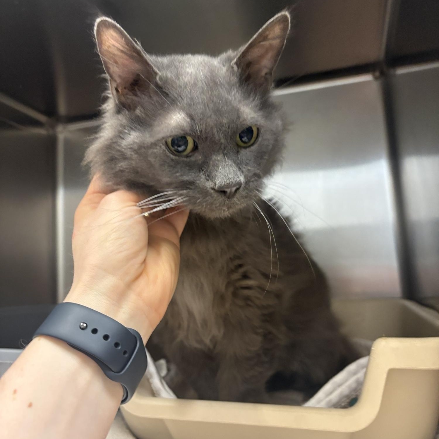 Enlarge Hope , a ADOPTABLE Domestic Medium Hair in Saint Charles, MO image 4/5