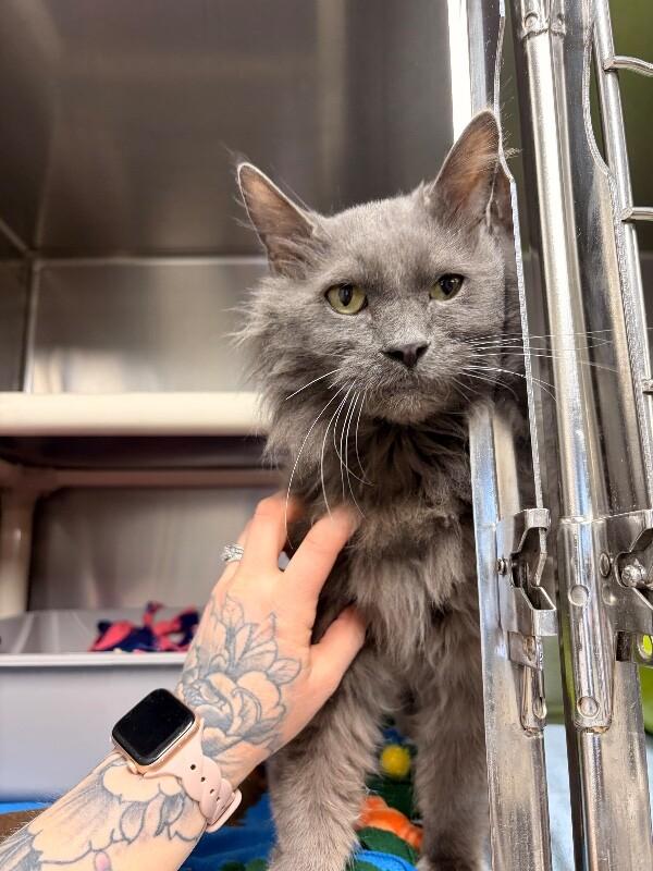 Enlarge Hope , an adoptable Domestic Medium Hair in Saint Charles, MO image 2/5