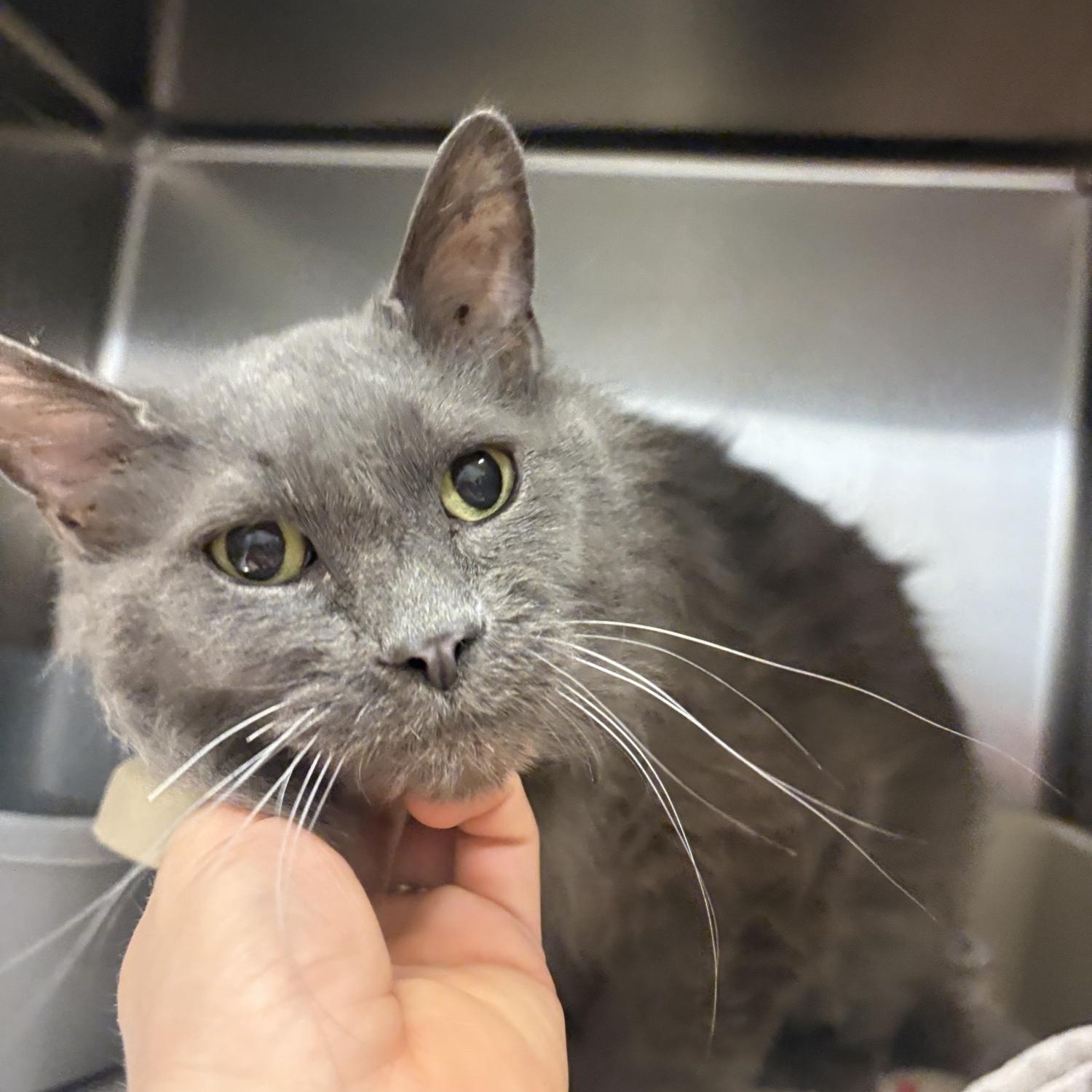 Enlarge Hope , a ADOPTABLE Domestic Medium Hair in Saint Charles, MO image 5/5