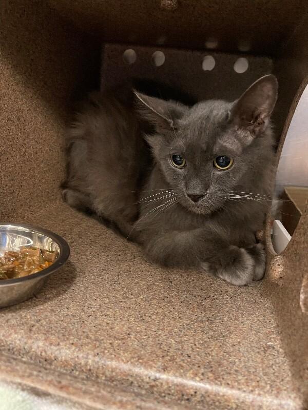 Hope , ADOPTABLE, Senior Female Domestic Medium Hair.