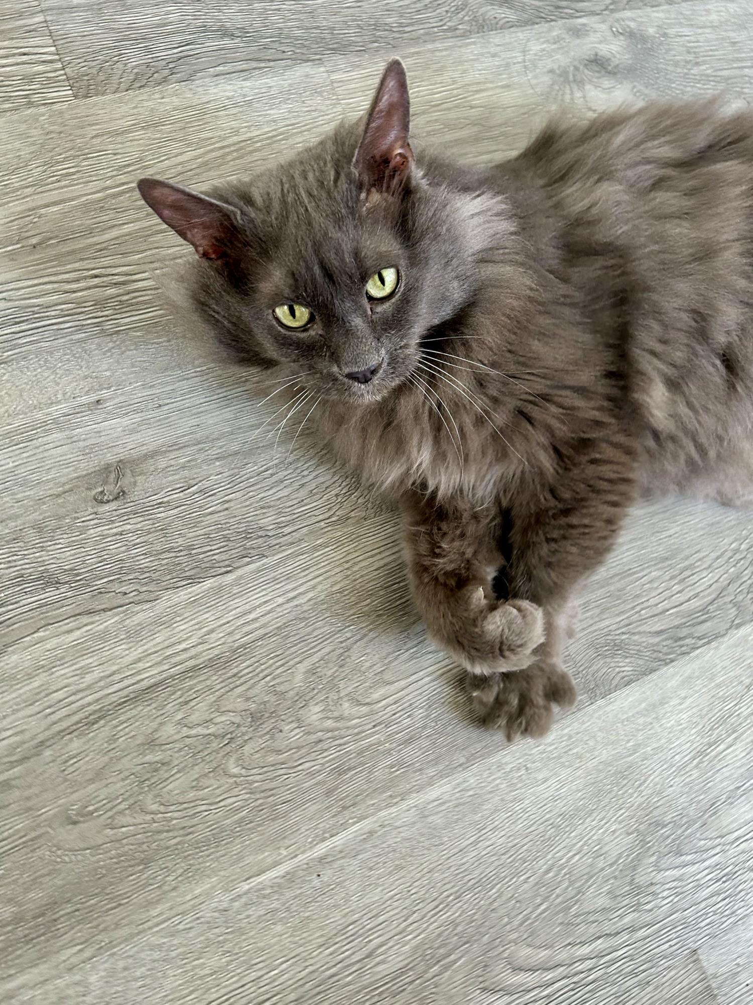 Enlarge Hope , an adoptable Domestic Medium Hair in Saint Charles, MO image 4/5