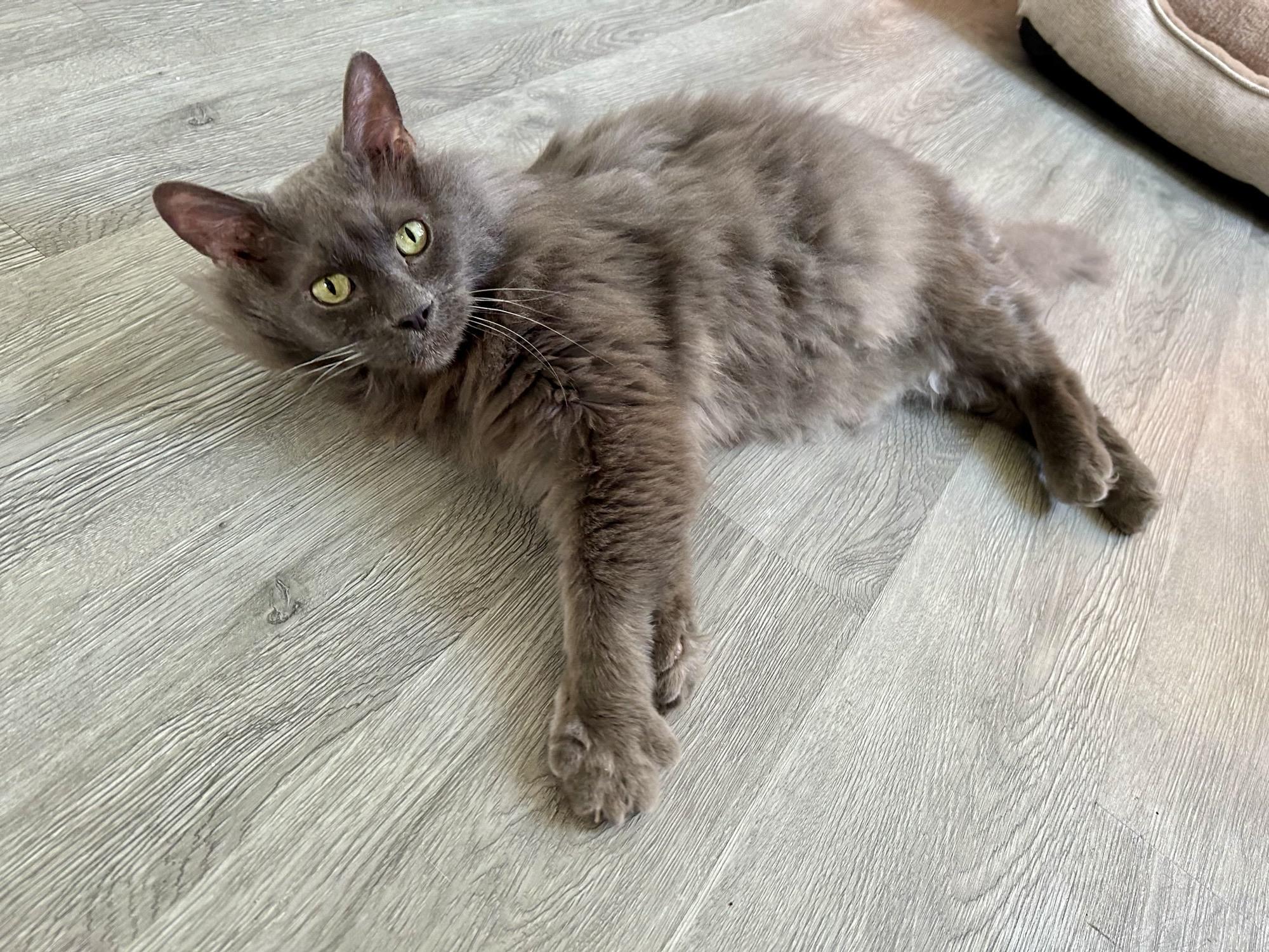 Hope , adoptable, Senior Female Domestic Medium Hair.