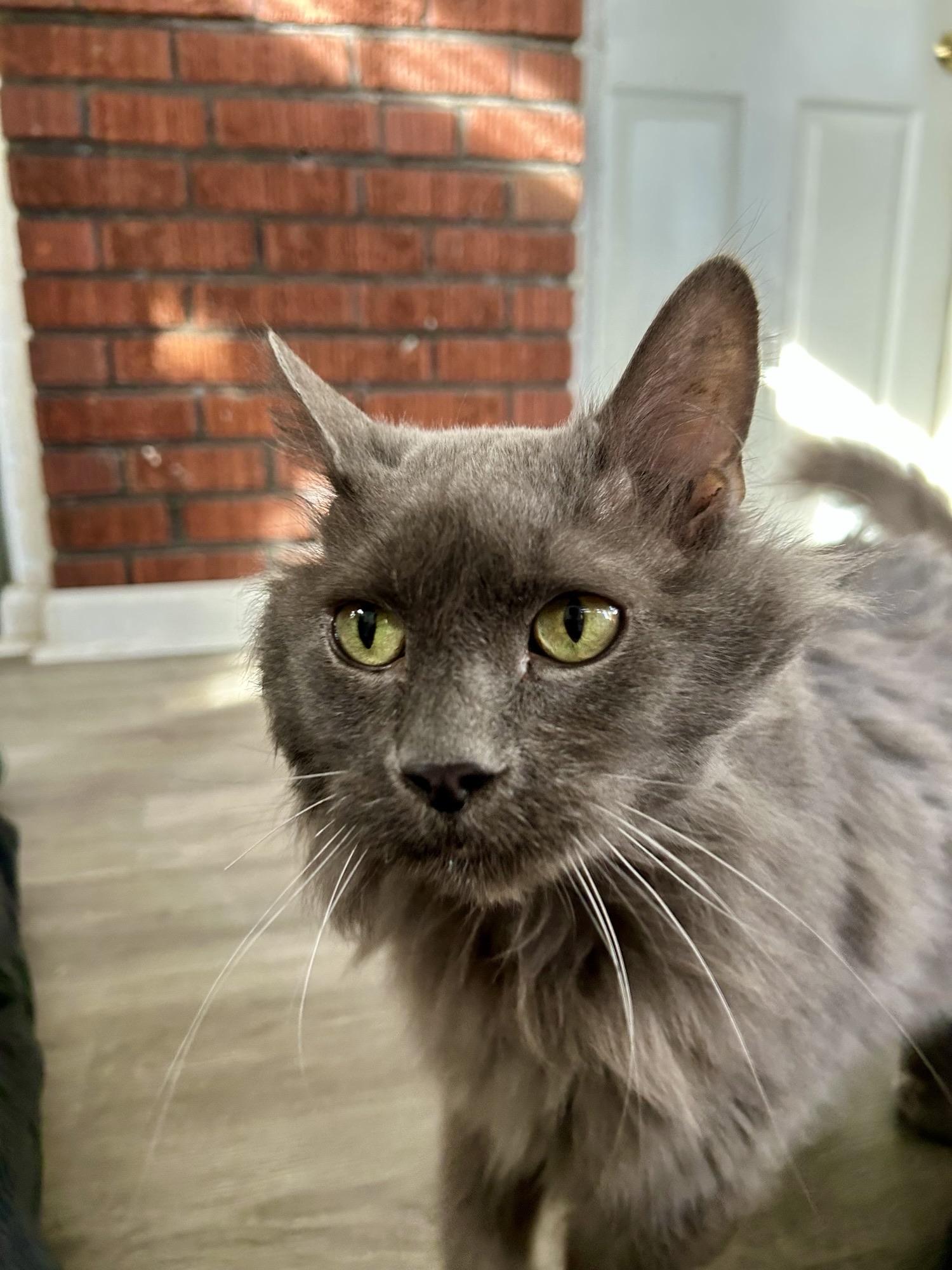 Enlarge Hope , an adoptable Domestic Medium Hair in Saint Charles, MO image 3/5