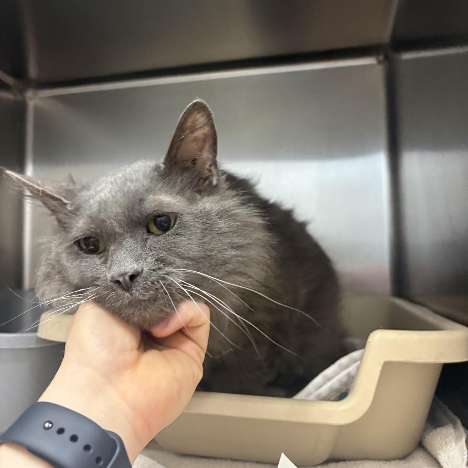 Enlarge Hope , a ADOPTABLE Domestic Medium Hair in Saint Charles, MO image 3/5