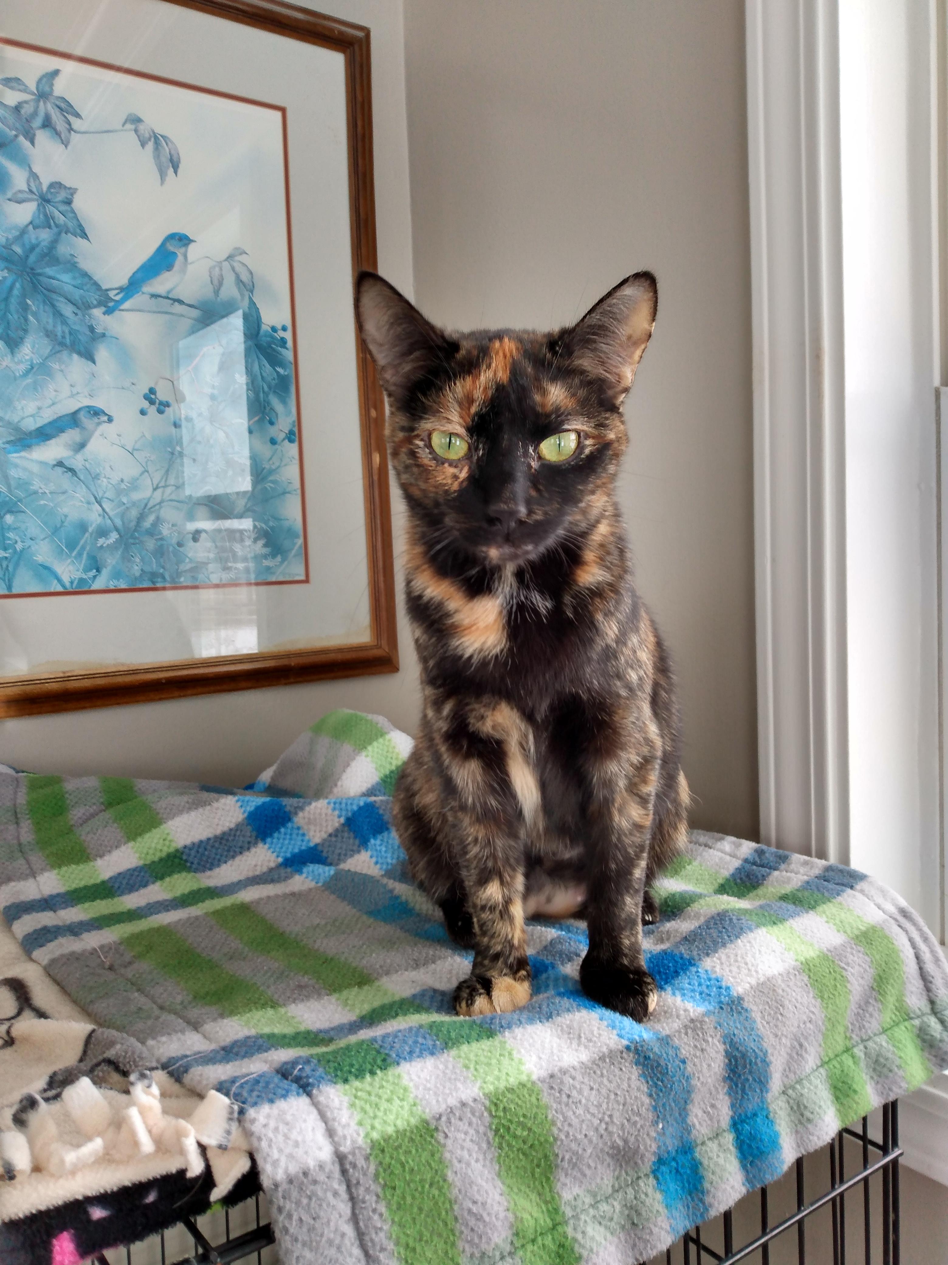 Enlarge Maude, a Adopted Tortoiseshell in Manchester, MI image 1/1
