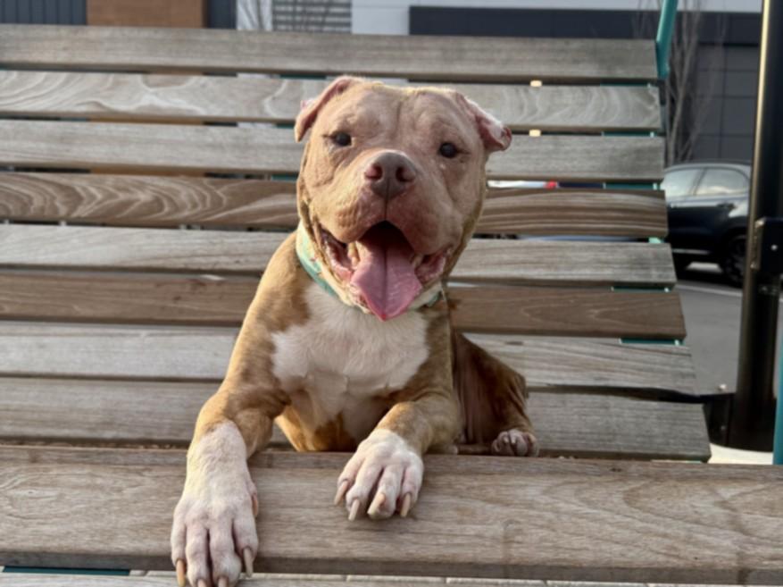 Enlarge MONTE, a Adoptable mixed breed in Chapel Hill, NC image 1/1