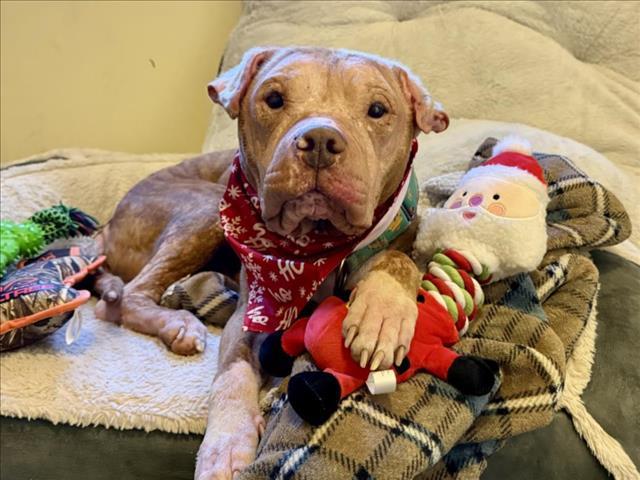 Enlarge MONTE, a Adoptable mixed breed in Chapel Hill, NC image 1/1