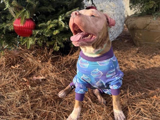 Enlarge MONTE, a Adoptable mixed breed in Chapel Hill, NC image 1/1