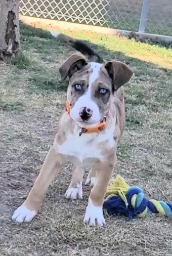 Drifter, Adoptable, Puppy Male Catahoula Leopard Dog.