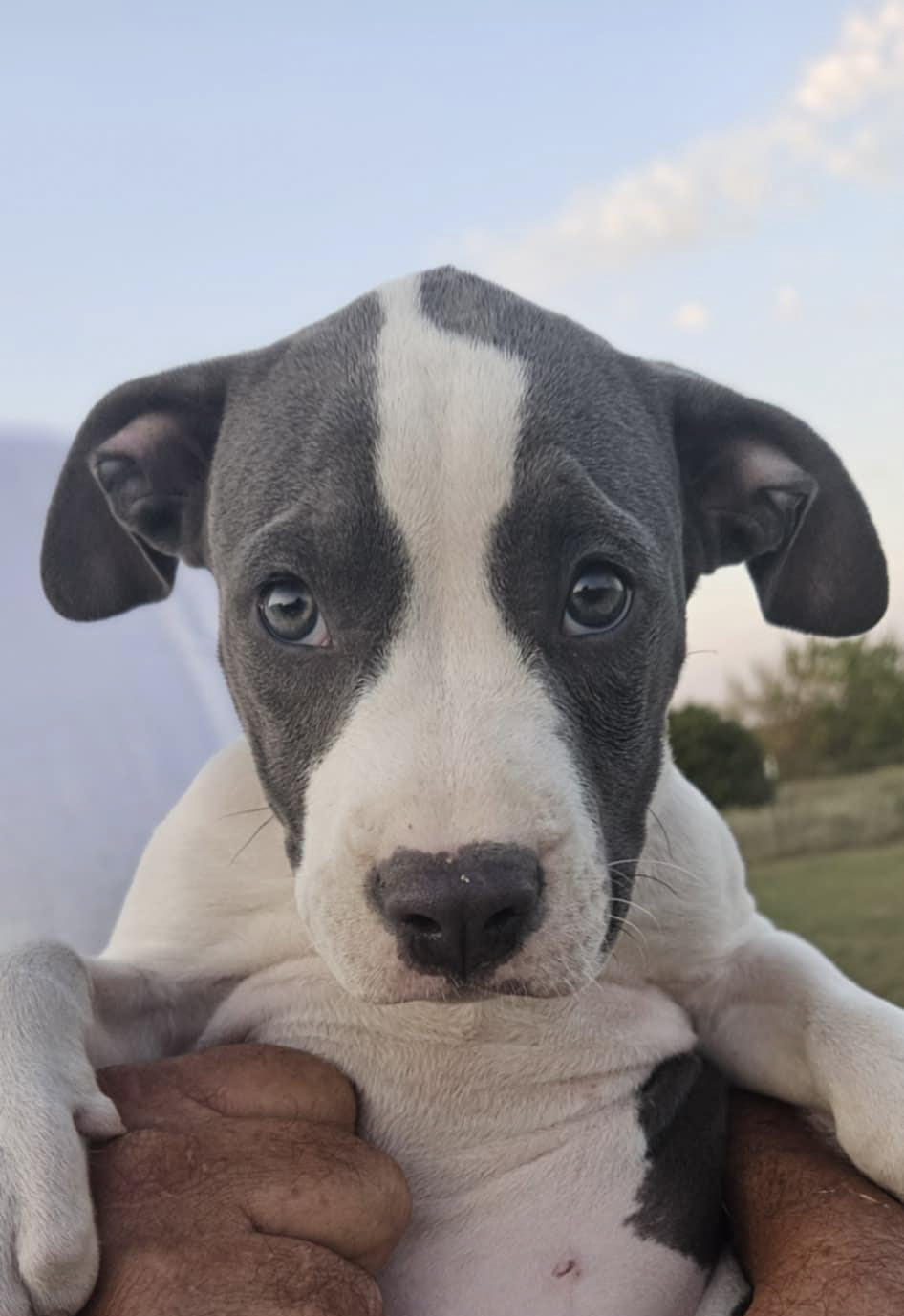 Dog for adoption Tiya, a Terrier Mix in Morrisville, VT Petfinder