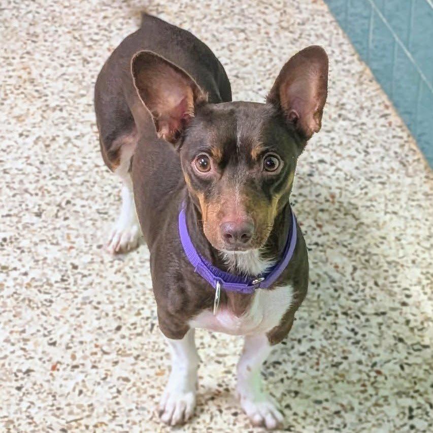 Enlarge Oriana, a Adoptable mixed breed in Winchester, TN image 1/1