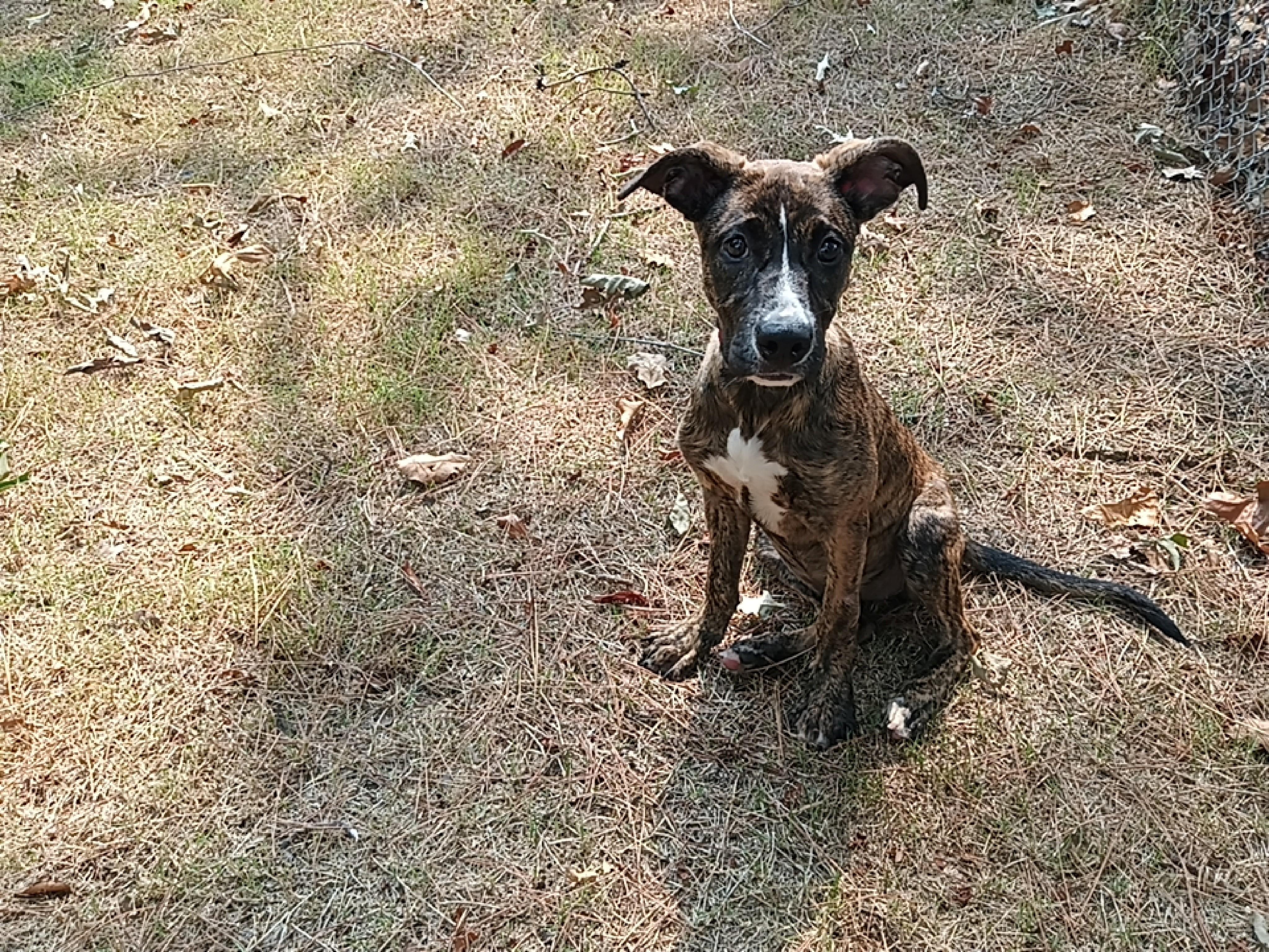 Enlarge Lorelei, a ADOPTABLE Mixed Breed in North Little Rock, AR image 1/1
