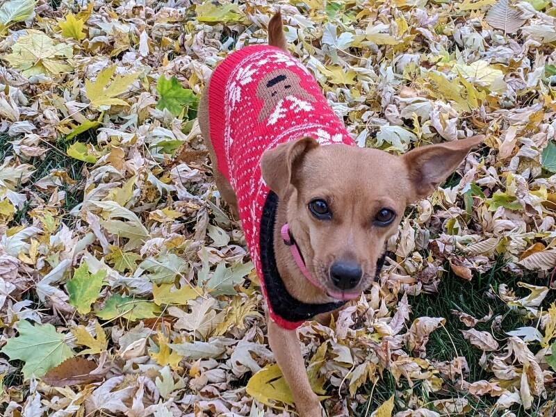 Izzy, Adoptable, Adult Female Chihuahua & Mixed Breed.