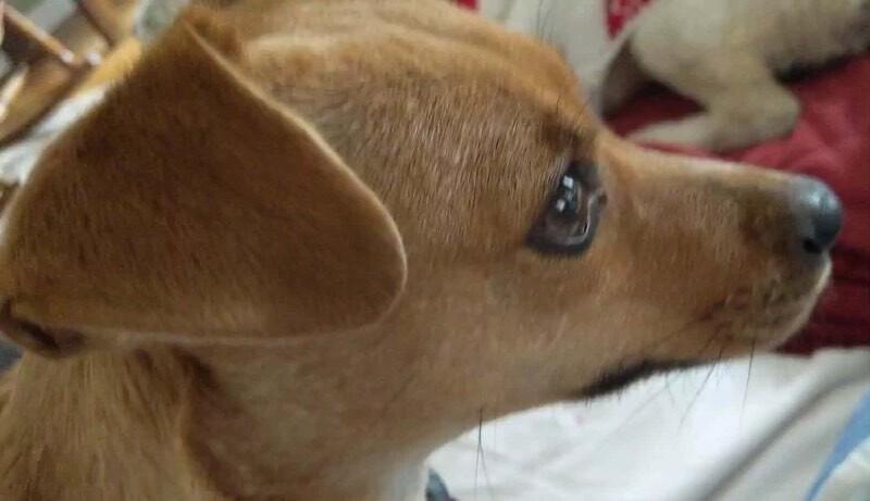 Izzy, a Adoptable mixed breed in Alma, WI image 2/6