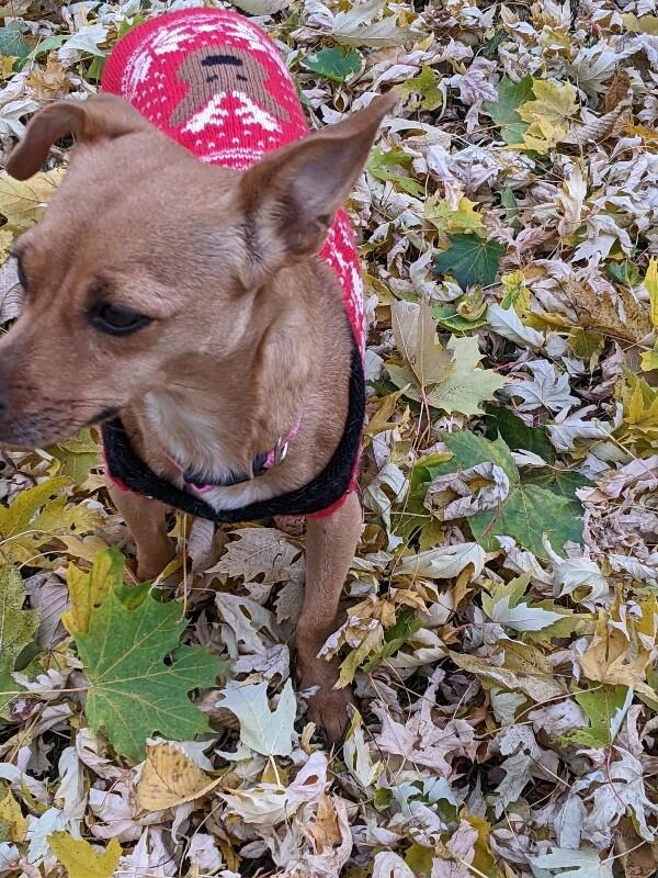 Izzy, a Adoptable mixed breed in Alma, WI image 3/6