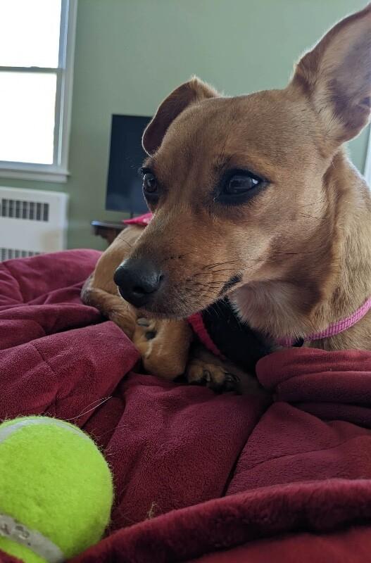 Izzy, a Adoptable mixed breed in Alma, WI image 4/6