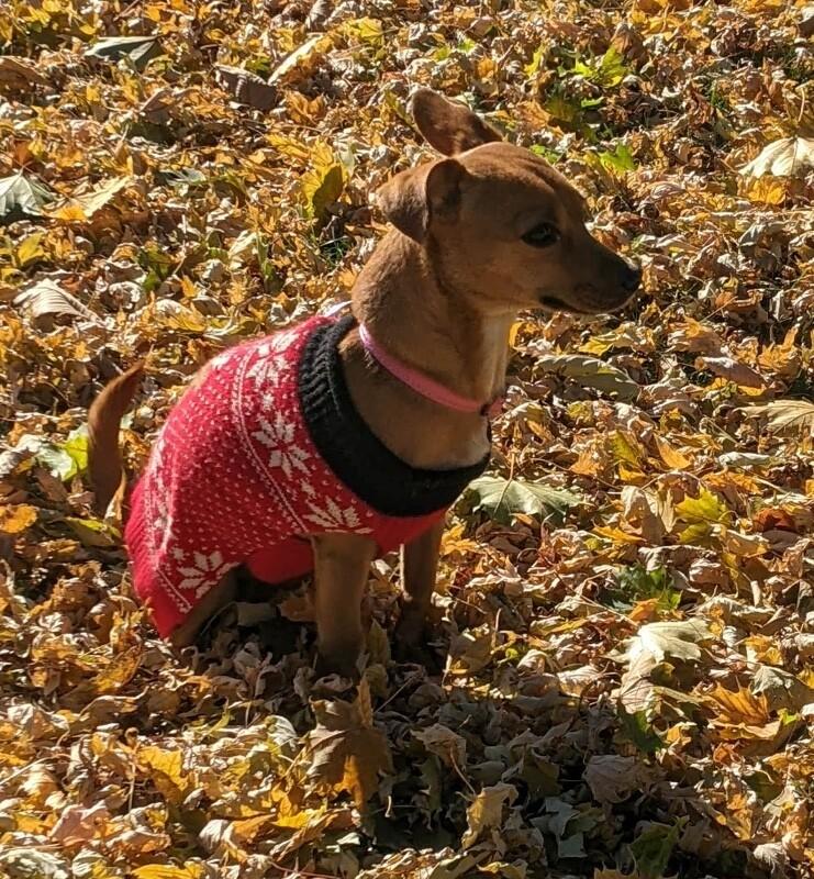 Izzy, a Adoptable mixed breed in Alma, WI image 5/6