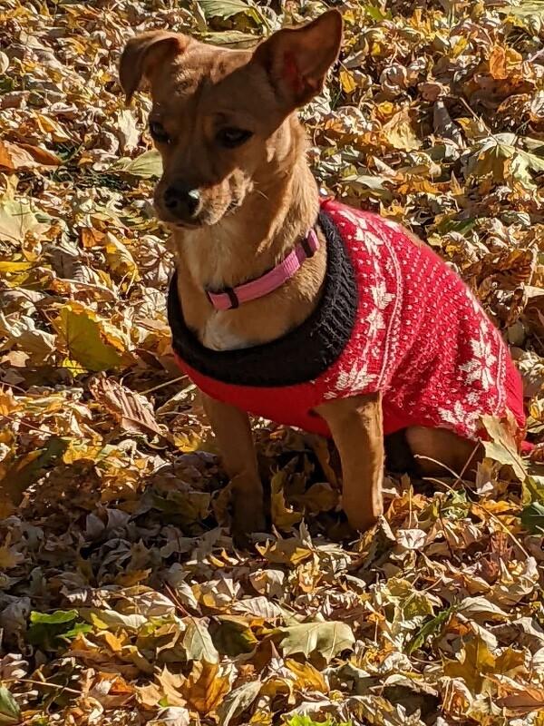 Izzy, a Adoptable mixed breed in Alma, WI image 6/6